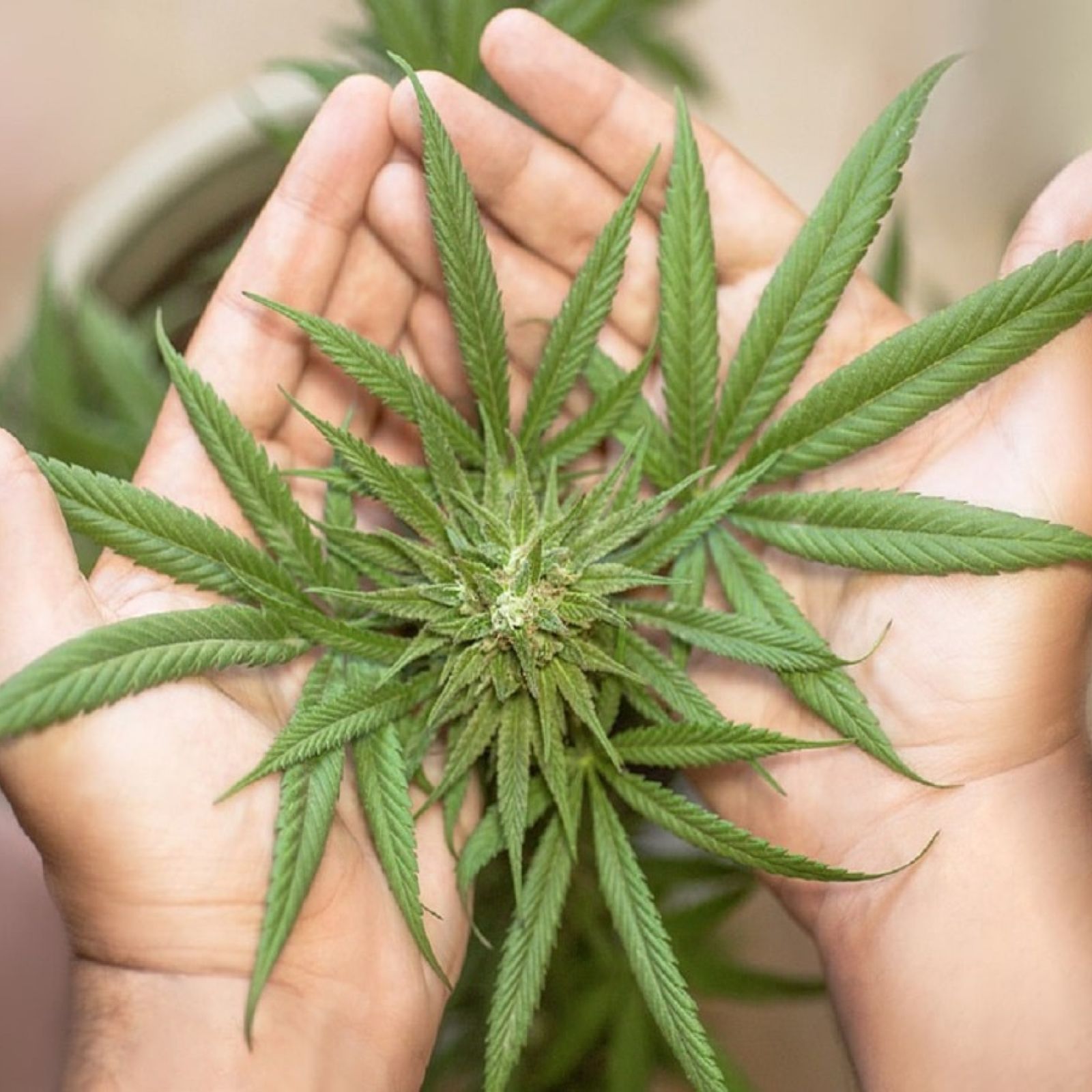 cannabis plant flower