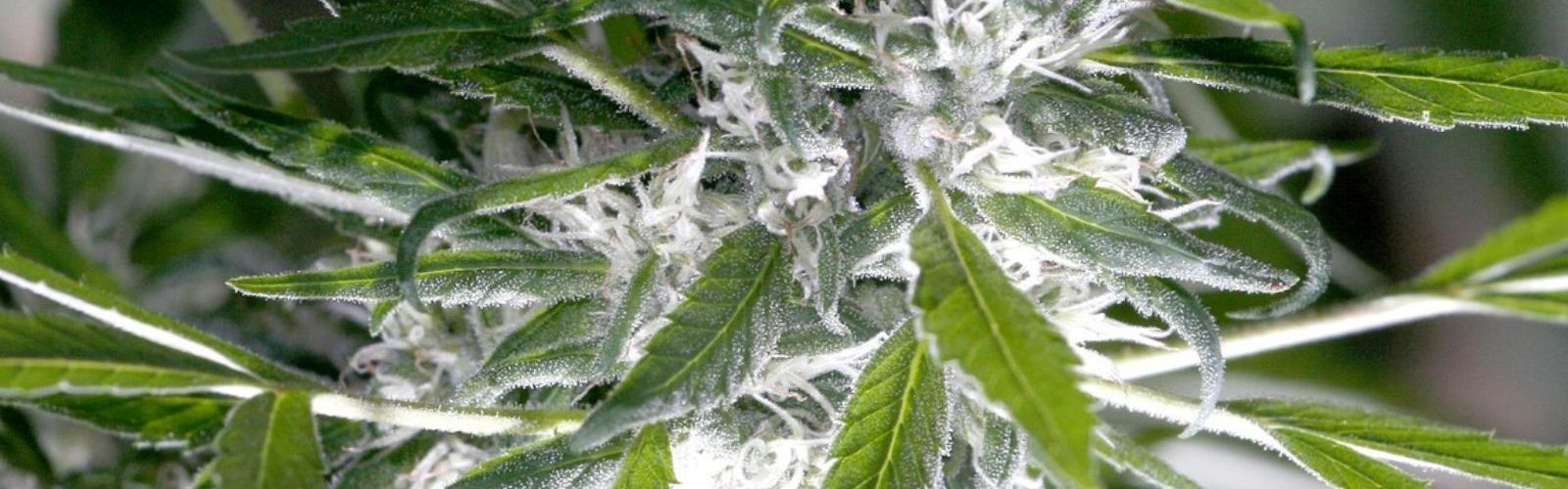 cannabis plant bud flower