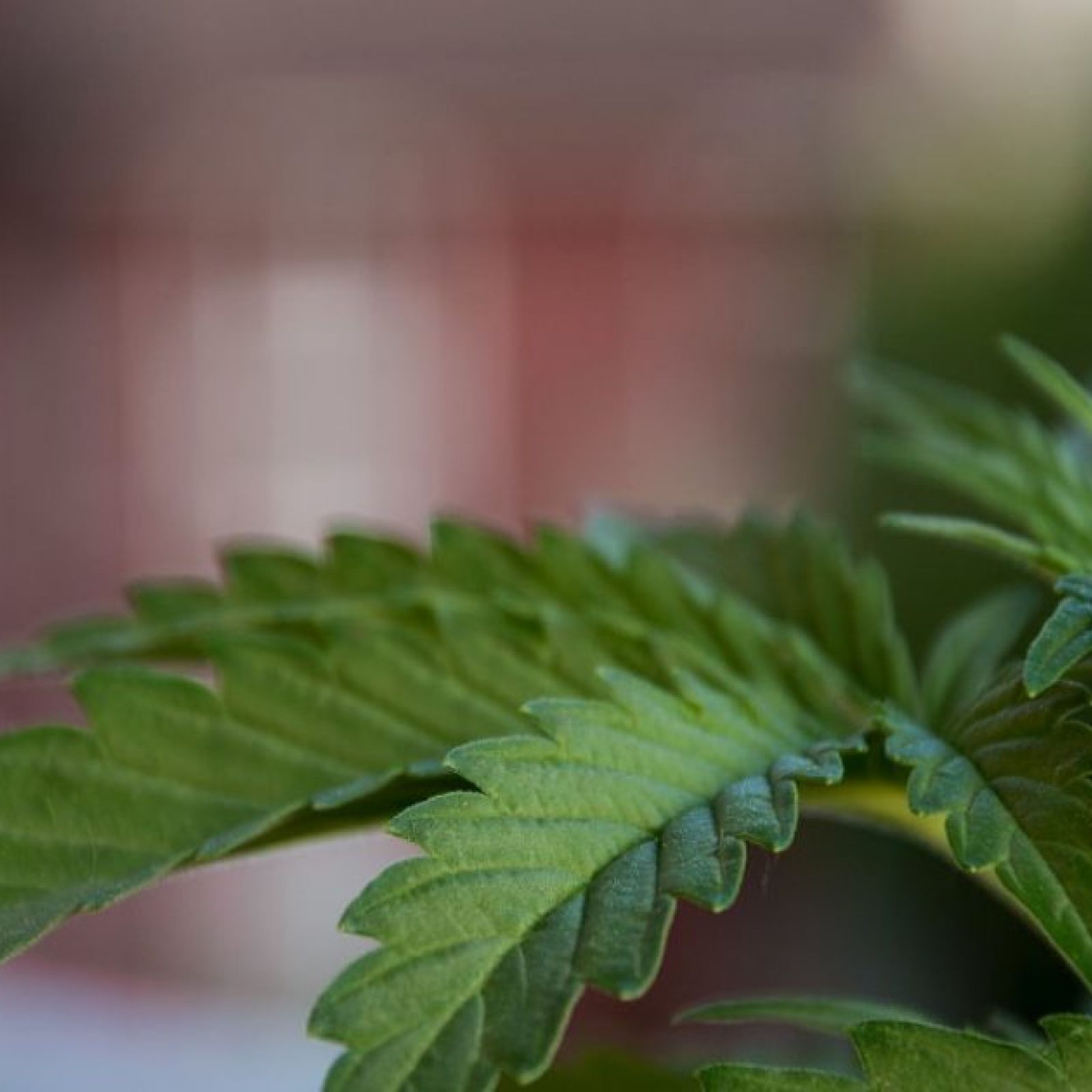 cannabis plant in jamaica