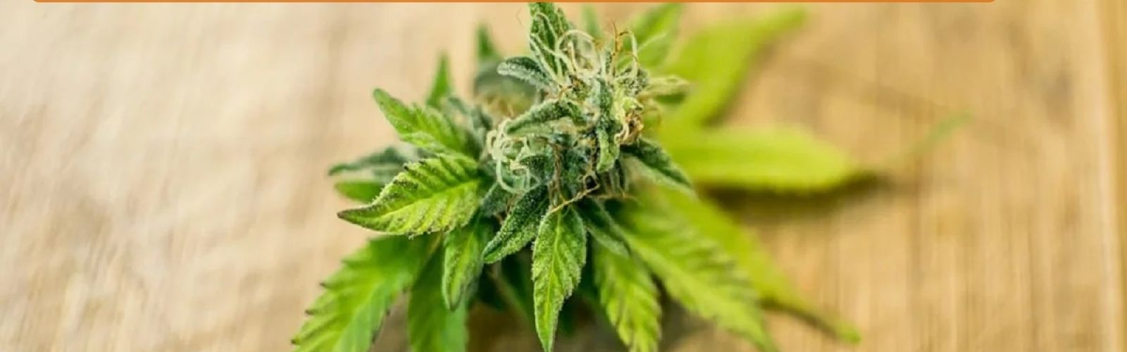 Rescheduling In The US