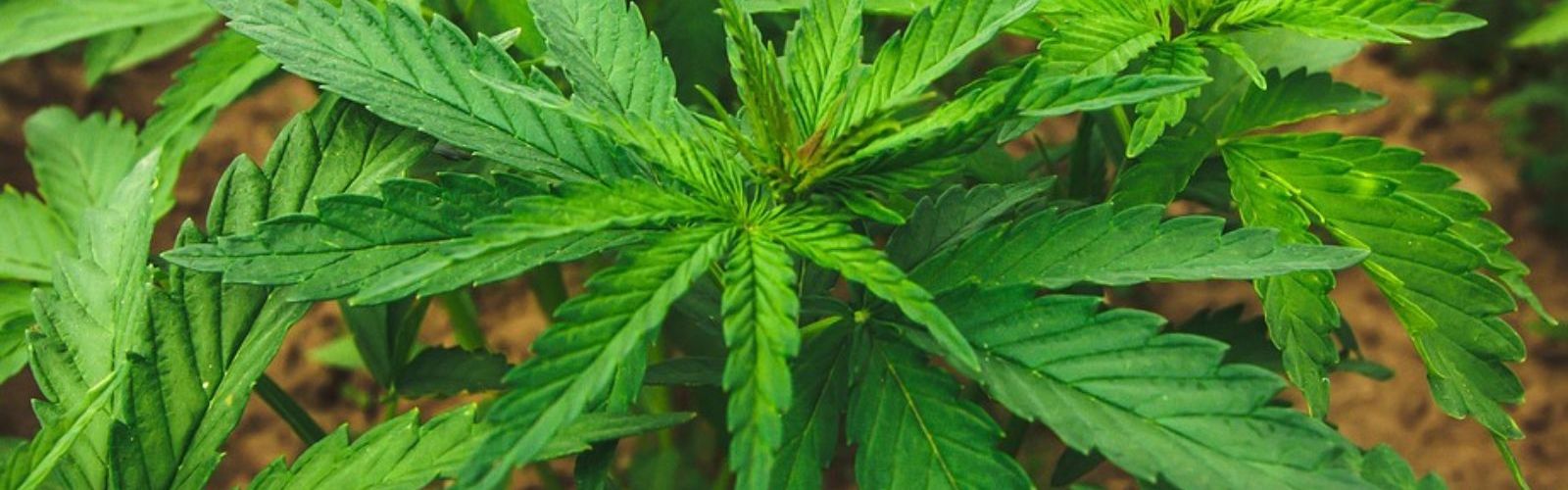 cannabis hemp plant plants